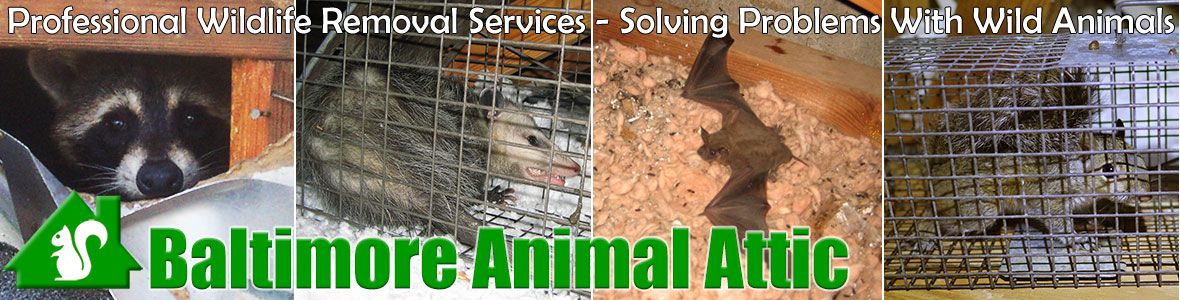 Baltimore Animal Attic